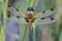 Four-spotted Chaser (Libellula quadrimaculata) covered in dew