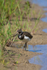 Lapwing chick on the Closes at Otmoor