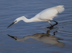 Little Egret
