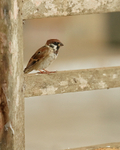 Eurasian Tree Sparrow portfolio