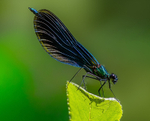 Banded Demoiselle