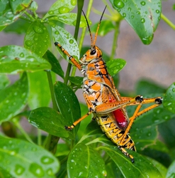 AnimalsCreatures _0094