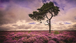 Heather Heaven