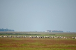 Hortobágy National Park, Hajdú-Bihar county, Hungary