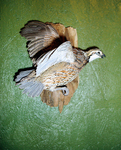 BOBWHITE QUAIL