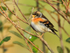 Brambling perched in a bush near the cattle pens at Otmoor