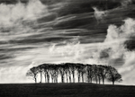 Sky and Trees