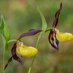 Lady's Slipper (Cypripedium calceolus) 