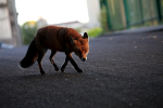 Urban fox on the prowl in Urban environment in Bristol - 0012