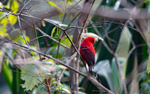 Scarlet Finch