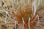 Pachycerianthus multiplicatus