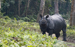 Rhino