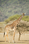 Masai Giraffe Shompole
