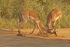 Rutting Impalas - Krüger NP, South Africa