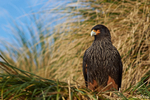Striated Caracara