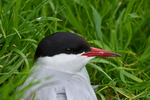 Arctic Tern