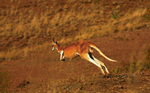 Red Kangaroo 3