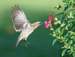 Female Amethyst Sunbird