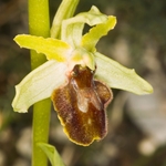 Early Spider Ophrys (Ophrys sphegodes.)