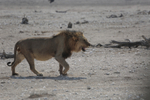 Lion on the Prowl 2