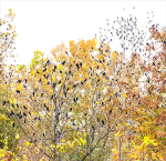 FALL GRACKLE MIGRATION - NORFOLK COUNTY