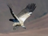 Cape Vulture 1