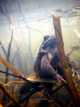 Common Frogs spawning, Bristol, BR_013