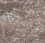 CATTAILS & MOVING GRASS - BRUCE COUNTY