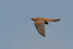 Cuckoo (hepatic morph) flying, Otmoor RSPB