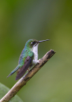 Booted Racket-tail Hummingbird