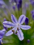 Agapanthus After Rain 2022