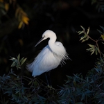 British Birds (square format) portfolio