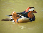 Mandarin Duck