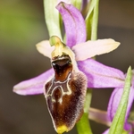 Tyrhennian Ophrys (Ophrys tyrrhena)