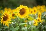 Sunflowers6