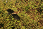 Rufescent Tiger-heron (juvenile) flying, Corixo Negro, Brazil