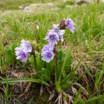 Sticky primrose (Primula glutinosa