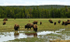 Home on the range