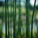 Water Horsetail Equisetum Fluviatile