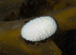 Onchidoris muricata