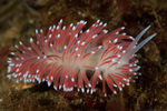 Carronella pellucida