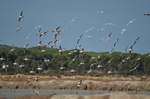 Slender-billed Gulls