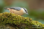 Nuthatch 200313-90a