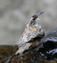 Brown Creeper