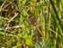 Norfolk Hawker