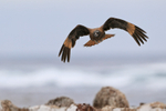 Striated Caracara flying front view, Sea Lion Island, Falklands