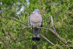 Woodpigeon