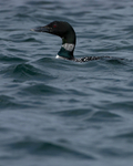 Great Northern Diver, Isle of Mull