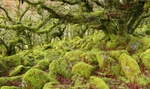 Wistman's Wood