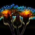 Psychedelic Devil's Paintbrush